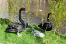 Black swan family in Dawlish