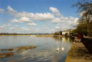 Swans on the Exe at Topsham